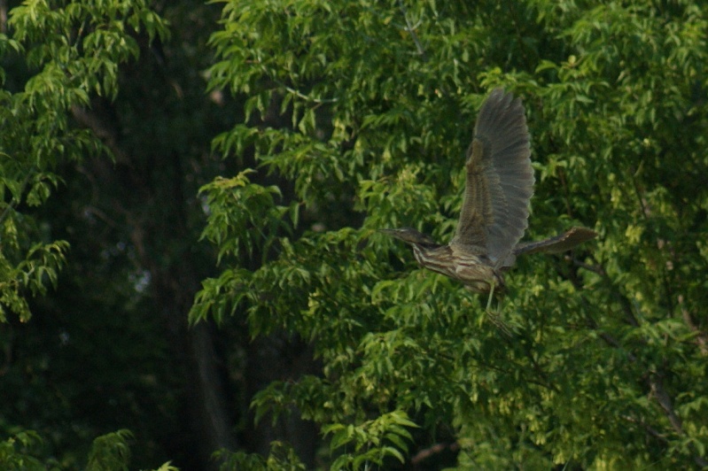 Butor en volant Parc_d27