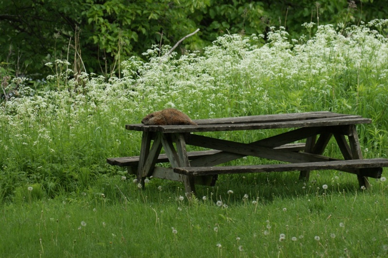 Le repos de la marmotte... Parc_n10
