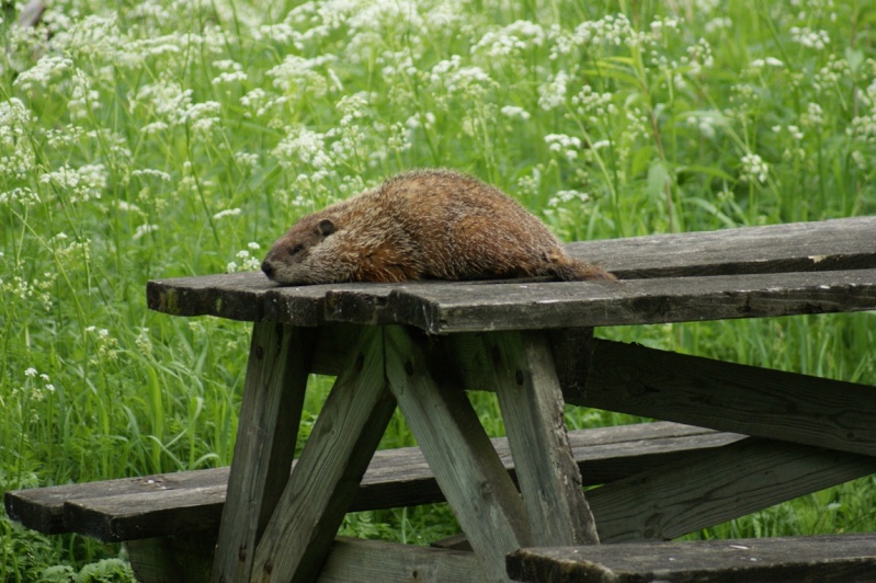 Le repos de la marmotte... Parc_n11