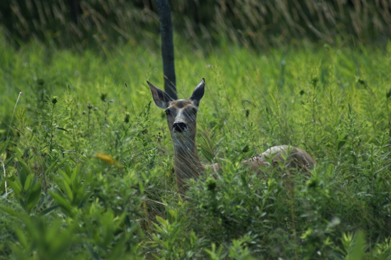 Cerf de Virginie Parc_n30