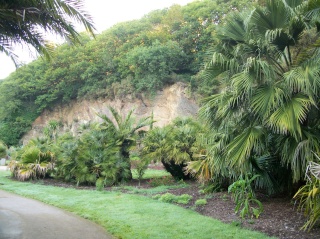 Conservatoire botanique brestois Photo483