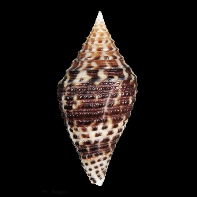 Conus (Turriconus) andremenezi    Olivera & Biggs, 2010 11764211