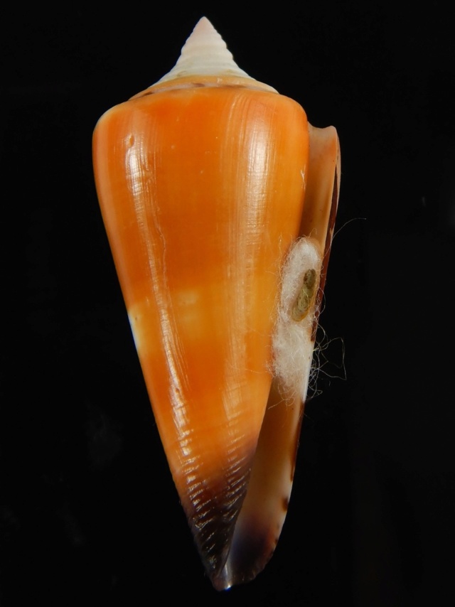 Conus (Strategoconus) krabiensis da Motta, 1982 voir C(St) generalis Dscn5311