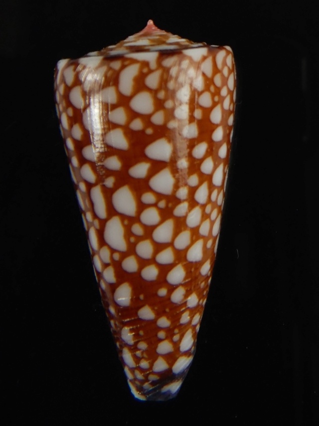 Conus (Eugeniconus) gisellelieae (Parsons, Abbas & Lie, 2020) Dscn6911