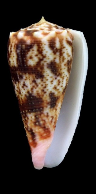 Conus (Phasmoconus) stainforthii (Reeve, 1843)	voir Conus (Ph) moluccensis Molucc12