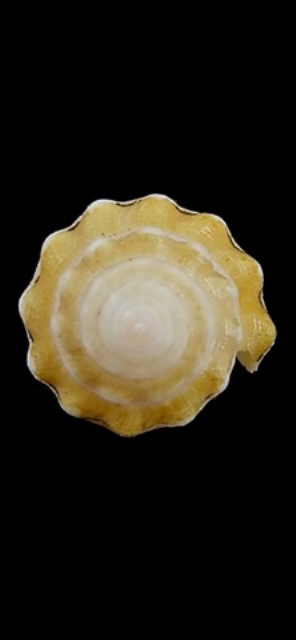 Conus (Virroconus) dorreensis Péron, 1807 Seashe10