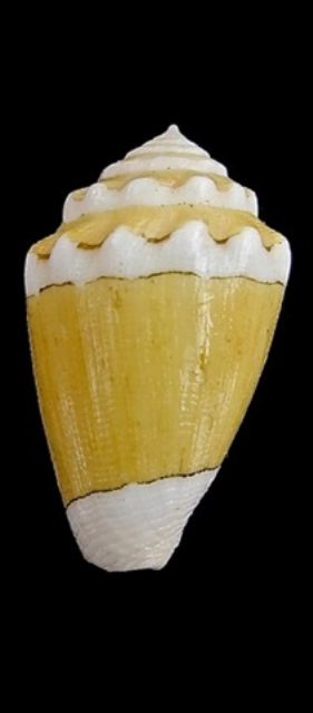 Conus (Virroconus) dorreensis Péron, 1807 Seashe11
