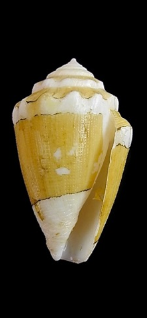 Conus (Virroconus) dorreensis Péron, 1807 Seashe12