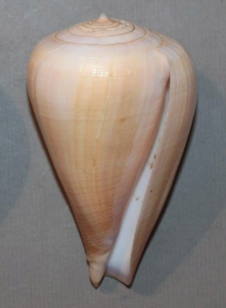 Conus deperditus - Pyruconus patricius (Hinds, 1843) Seashe13