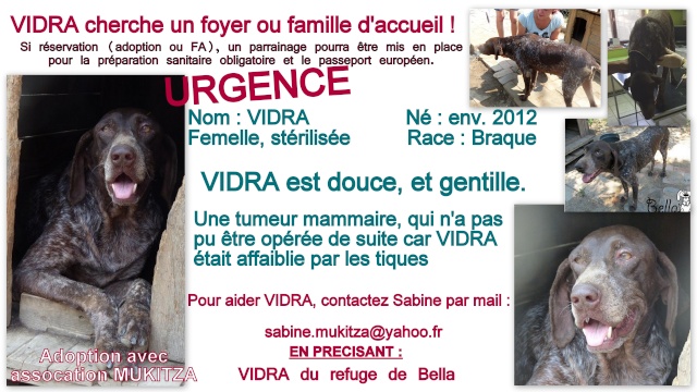 VIDRA, F-Type Braque, Née 2012, tumeurs (BELLA) Prise en charge Asso ENFIN LE BONHEUR Fiche_42