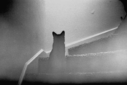 [Apparitions] Fantômes de chats Chat_f10