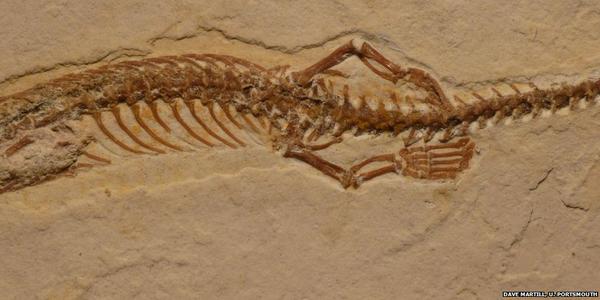 [Paléontologie] Découverte du fossile de Tetrapodophis amplectus, un serpent à quatre pattes (juillet 2015) Les_me12