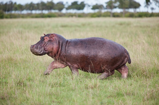 [Zoologie - Mammifère] L’énigme du massacre des hippopotames nains Leyyni10