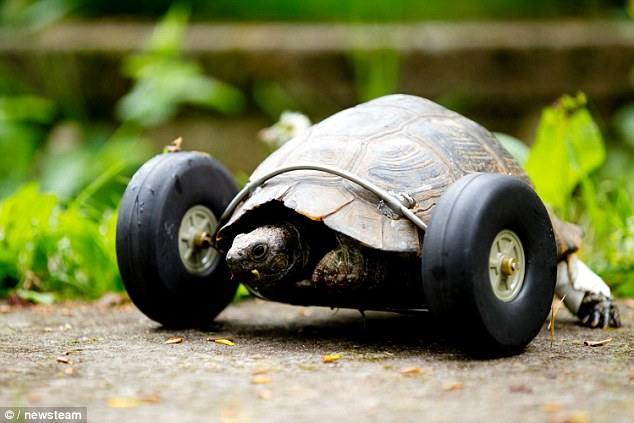 [Zoologie - Reptile] Une tortue handicapée parvient à se déplacer à nouveau (mai 2015) Mrs_t_10