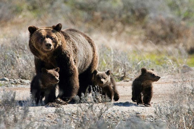 [Zoologie - Mammifères] Un randonneur dévoré par un grizzli retrouvé à Yelllowstone (USA) (août 2015) Un_gri10