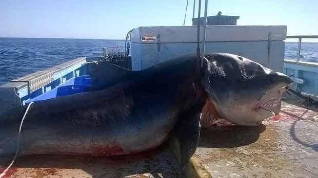 [Zoologie - Poisson] Un requin de 6 mètres tué en Australie (août 2015) Un_req10