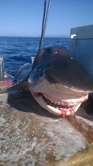 [Zoologie - Poisson] Un requin de 6 mètres tué en Australie (août 2015) Un_req11