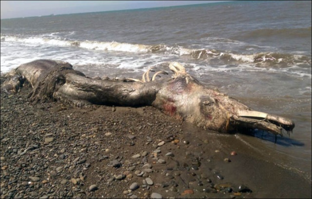 [Zoologie - Tératologie] Une étrange créature s'échoue sur la plage de Sakhaline (juillet 2015) Une_cr13