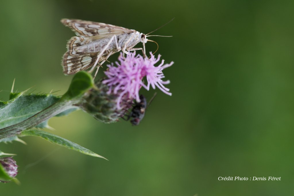 [Elophila nymphaeata, Crambidae] papillon ou pas _k504319