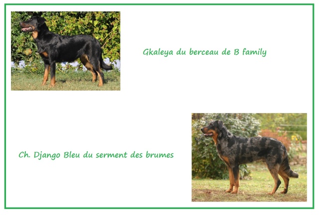 Gkaleya du berceau de b family x Ch. Django bleu du serment des brumes Gkaley10