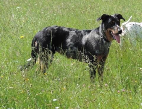 Femelle Beauceron Arlequin Lof 1 An