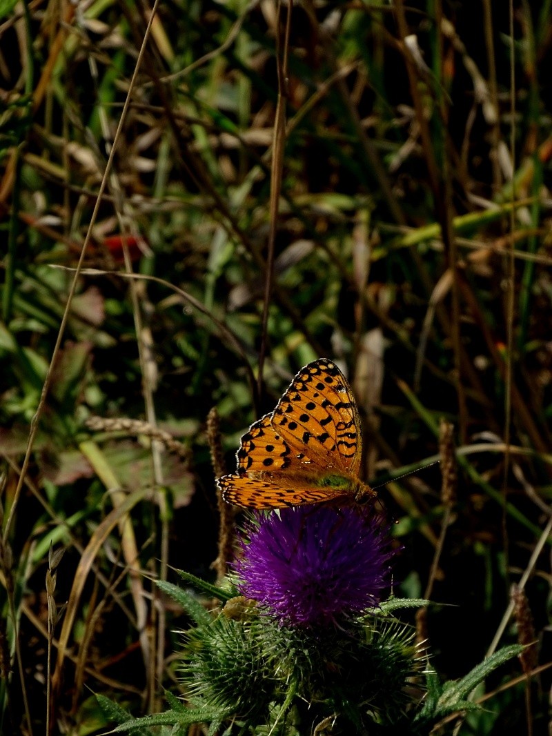 [Argynnis aglaja] Le grand nacré est là ! et ponte sur Viola riviniana Dsc00711