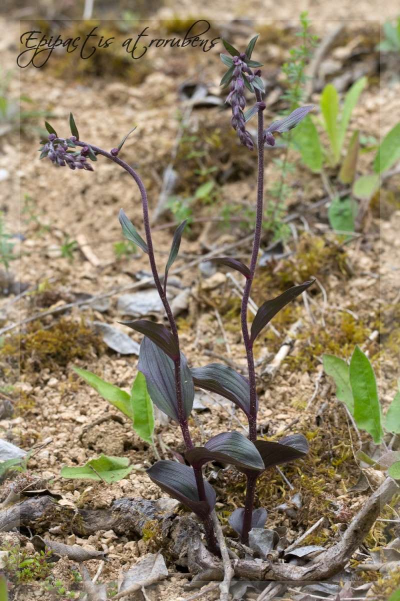 Epipactis atrorubens Cousse10