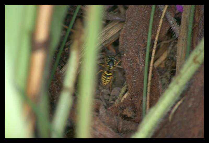 Guêpe à identifier _igp8511