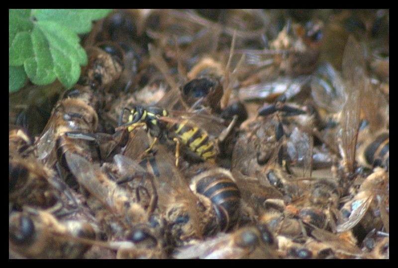 prédation d'abeilles par les guêpes _igp9310