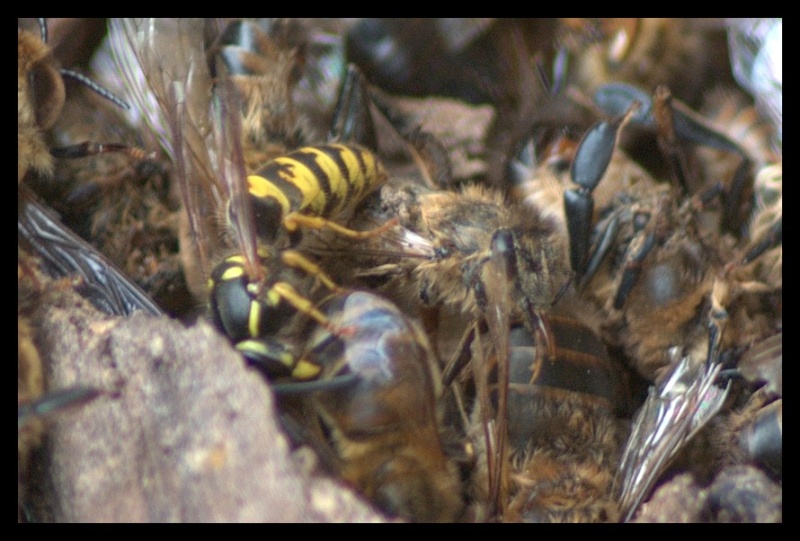 prédation d'abeilles par les guêpes _igp9313
