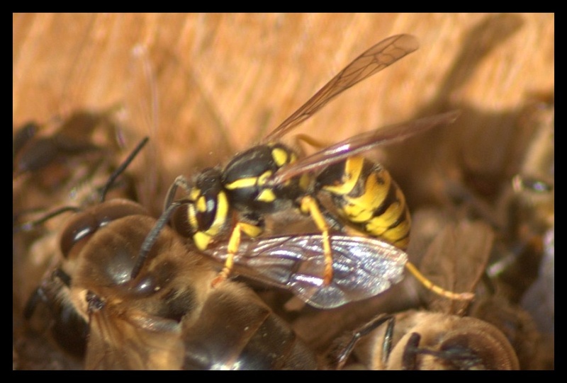 prédation d'abeilles par les guêpes _igp9415