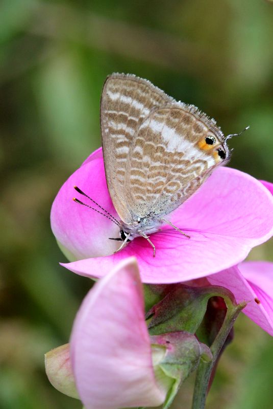 Festival de papillons au jardin 810