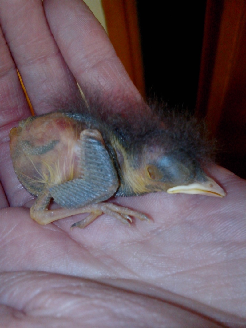 sauvetages d'oiseaux Img_2015