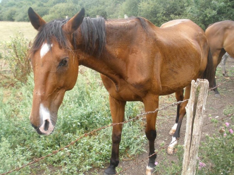 Kalou Joli, trotteur Francais en fa sur le 72 chez pagaille72 11868810