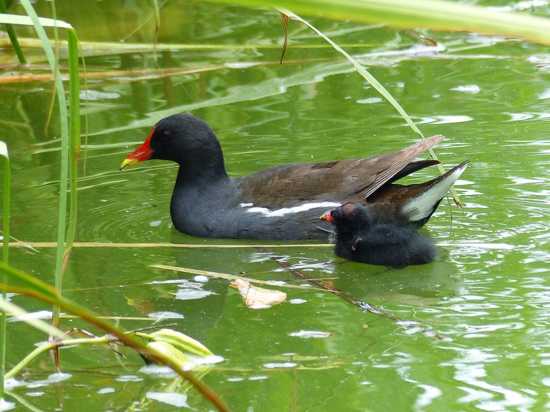 Gallinule poule d'eau Copie_54