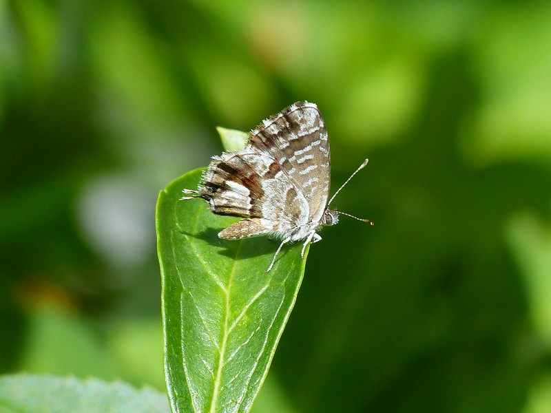 Le brun du Pélargonium  Copie_61