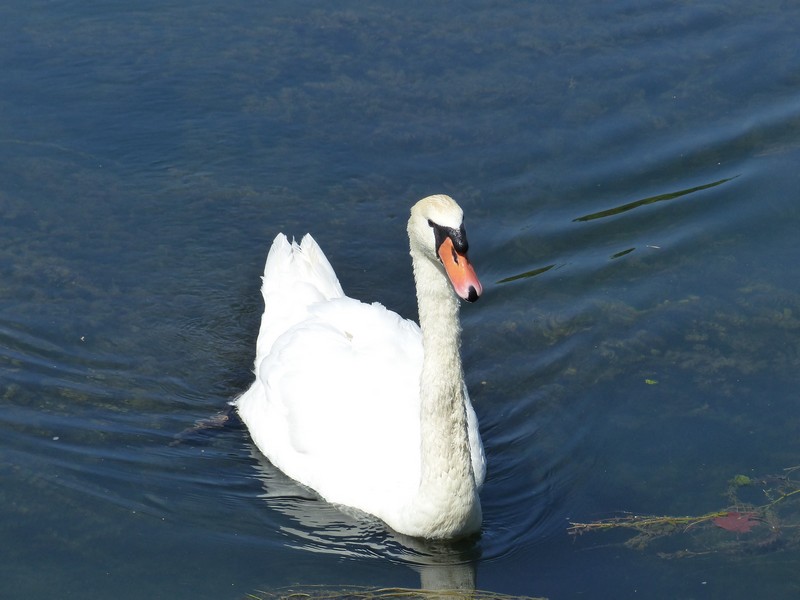 Cygnes et canards ! P1330412