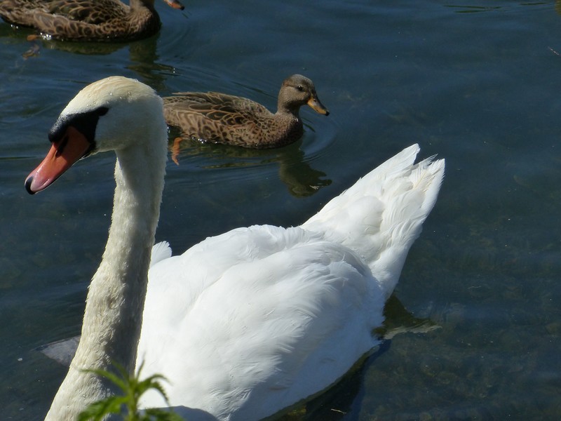 Cygnes et canards ! P1330424