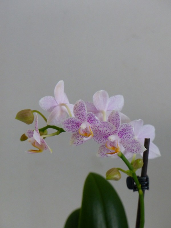 Ms nouvelles orchidées ! :)  P1330912
