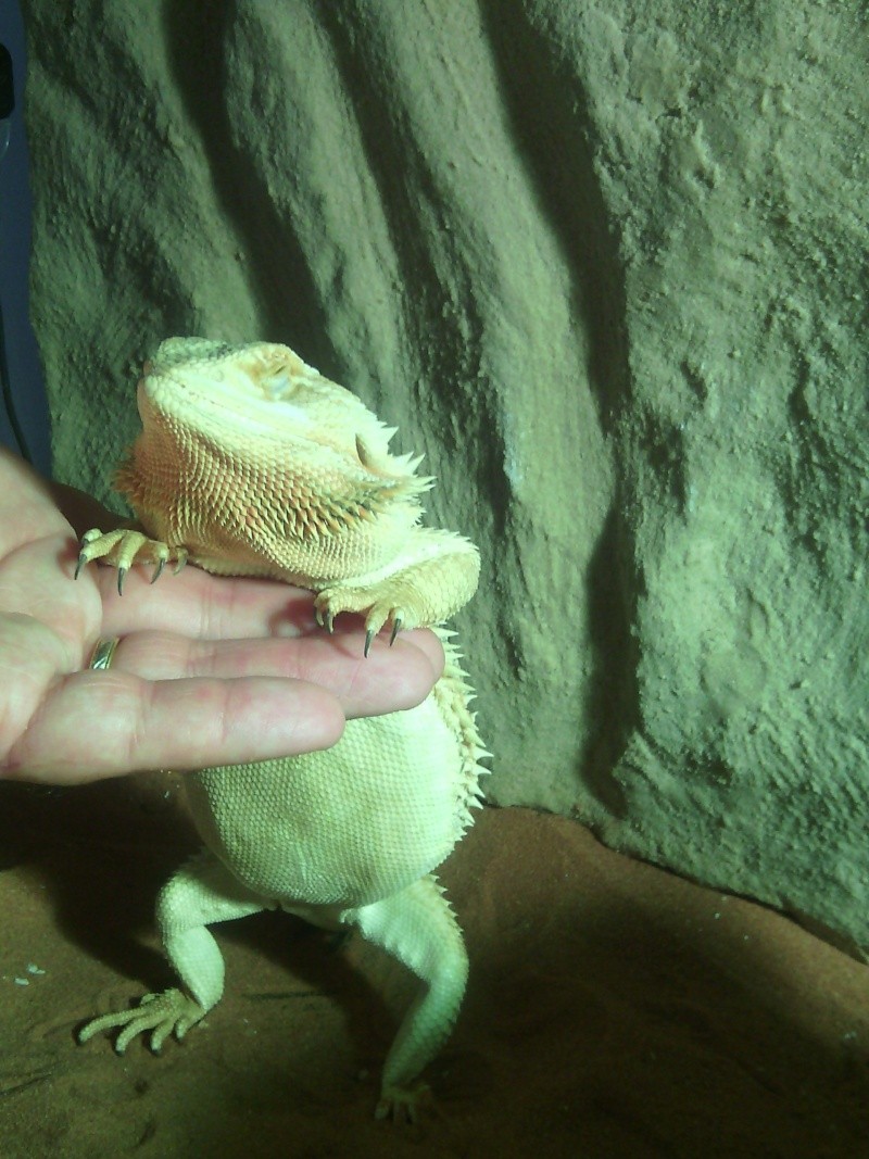 pogona refuse de manger et rester en zone chaude Img_2014