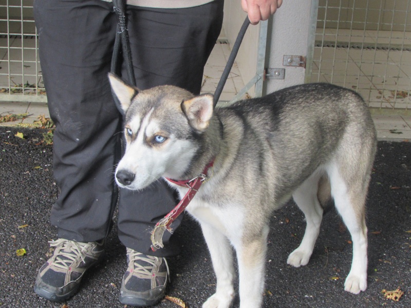 CHIENNE HUSKY KRISKA 03414