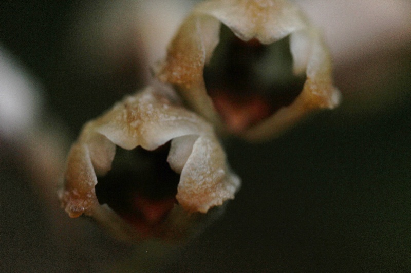 gastrodia similis: détail de la fleur 038110