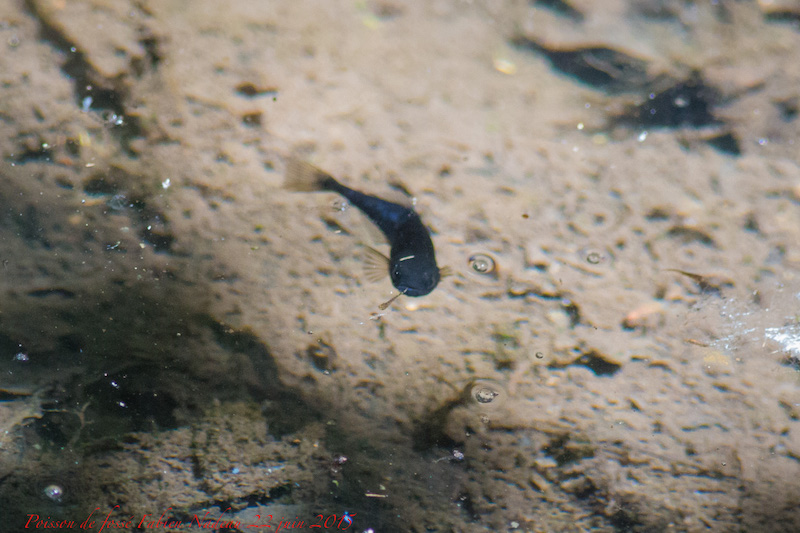 Poisson de fossé Img_3814