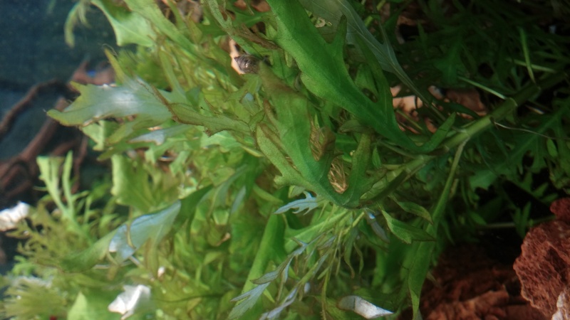 avis croissance de mes plantes 20150626