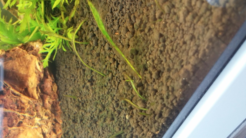 avis croissance de mes plantes 20150628