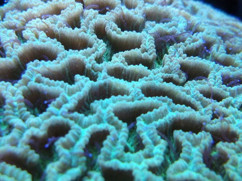 Brain Coral Identification Database Dscf1410
