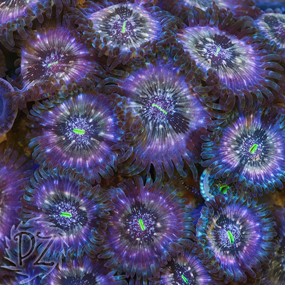 Planet Zoa Custom Polyp Match Groovy10