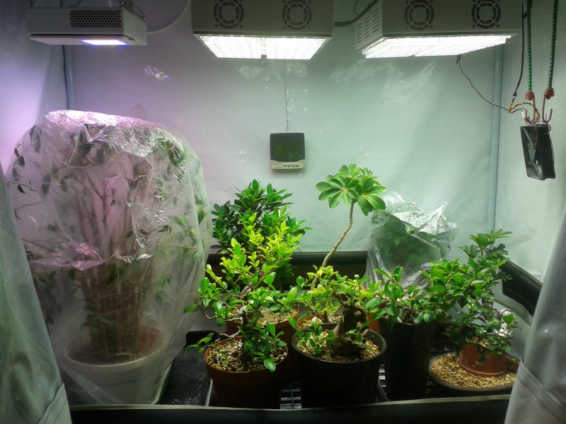 Indoor Bonsai under LED lights. - Page 8 20150510