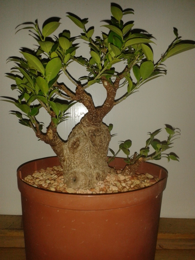 Ficus Microcarpa with huge uros and hollow trunk? - Page 2 20150610