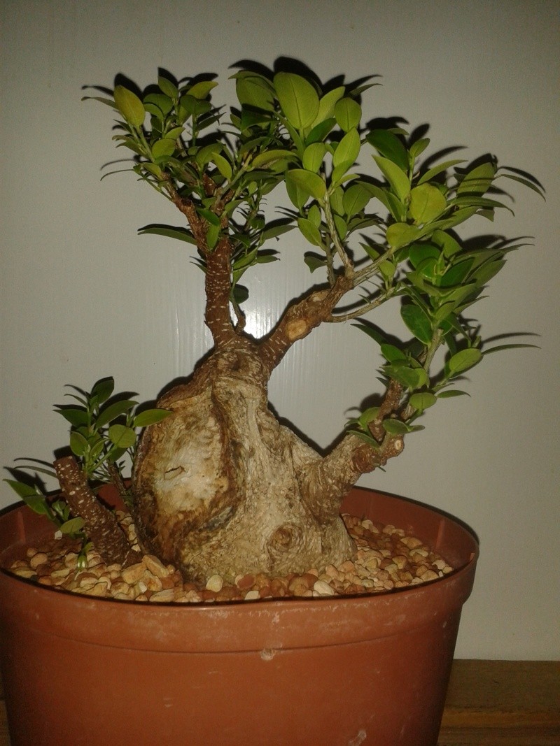 Ficus Microcarpa with huge uros and hollow trunk? - Page 2 20150611